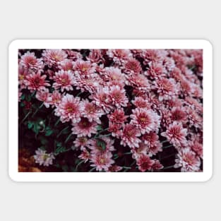 Pink Spring Flowers Sticker